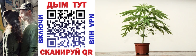 Купить  Починок  Канабис семена 